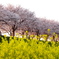 おの桜つづみ回廊の桜５