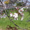 佐保川の桜1