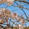 佐保川の桜2