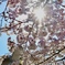 佐保川の桜3