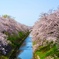 佐保川の桜4