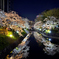 運河沿いの桜②
