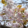 八重桜