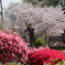 躑躅と桜