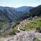 高知県引地橋の花桃パシャリ｜_・)その２