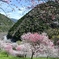 高知県引地橋の花桃パシャリ｜_・)その３