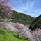 高知県引地橋の花桃パシャリ｜_・)その４