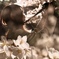 夜桜