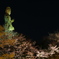 壷阪寺の観音さん