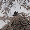 「桜」　２０２３　　豊田　行福寺