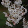 「桜」　２０２３　　豊田　行福寺