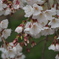 「桜」　２０２３　　豊田　行福寺