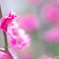 春の兆し