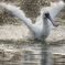 Black-faced spoonbill