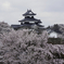 桜満開の小峰城