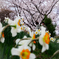 桜咲きました