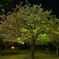 夜桜