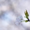 極楽寺の桜