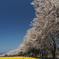 岩井の桜並木