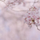 春景　桜