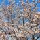 満開の桜