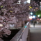 桜宮橋の夜桜×街の灯り