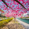 河津桜