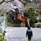 新一年生と桜吹雪