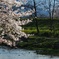 川に桜