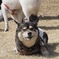 柴犬が柴だらけ