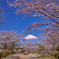 富士平和公園の桜