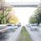 桜並木の道路