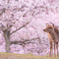 Deer & Sakura