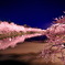 桜前線を追って