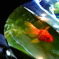 a golden  fish
