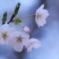木花の夢見草 ② このはなのゆめみぐさ