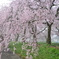 枝垂れ桜満開‼︎