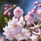 桜マクロレンズでパシャリ｜_・)その１