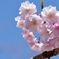 桜マクロレンズでパシャリ｜_・)その２