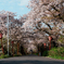 墨俣桜トンネル