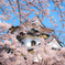 桜を纏いし彦根城