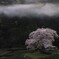 キリと桜