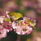 メジロと桜