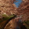 佐保川　桜　nikond40