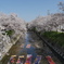 五条川 のんぼり洗い
