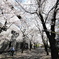 京都、3月、2023年