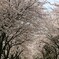 桜のトンネル