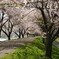 桜のトンネル田んぼ側