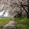 桜のトンネルの川側