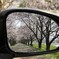 名残惜しく見返したミラー越しの桜